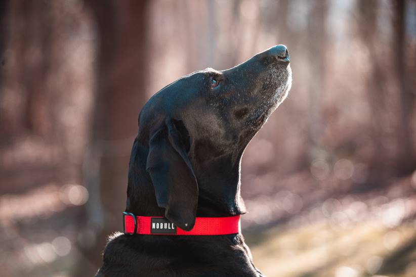 NOBULL 80NJ2963collare per cani (1 pollice) rosso