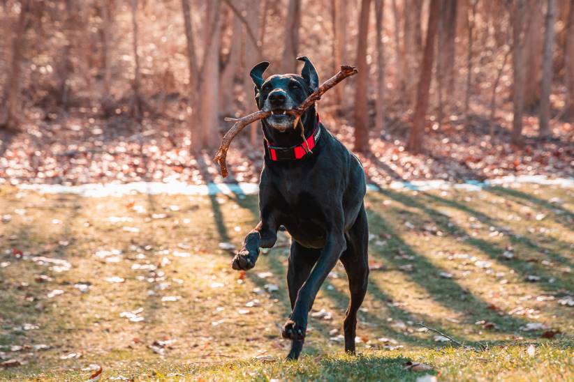 NOBULL 80NJ2964collare per cani (1,5 pollici) rosso