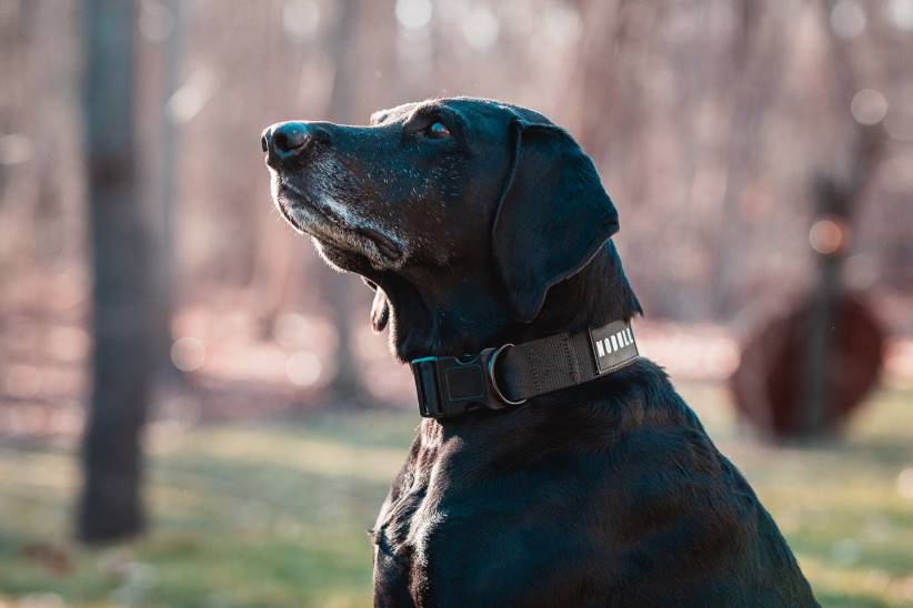 NOBULL 80NJ2965collare per cani (1,5 pollici)